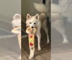 Small Photo #123 Pomsky Puppy For Sale in LOVELAND, CO, USA