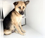 Small German Shepherd Dog Mix