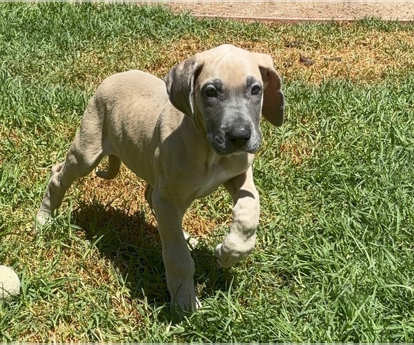 Medium Photo #14 Great Dane Puppy For Sale in CORONA, CA, USA