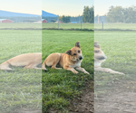 Buz - Male Mutt Dog for Adoption - Small photo