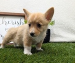 Small #8 Pembroke Welsh Corgi