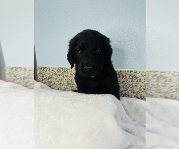 Medium Photo #7 Goldendoodle Puppy For Sale in FONTANA, CA, USA