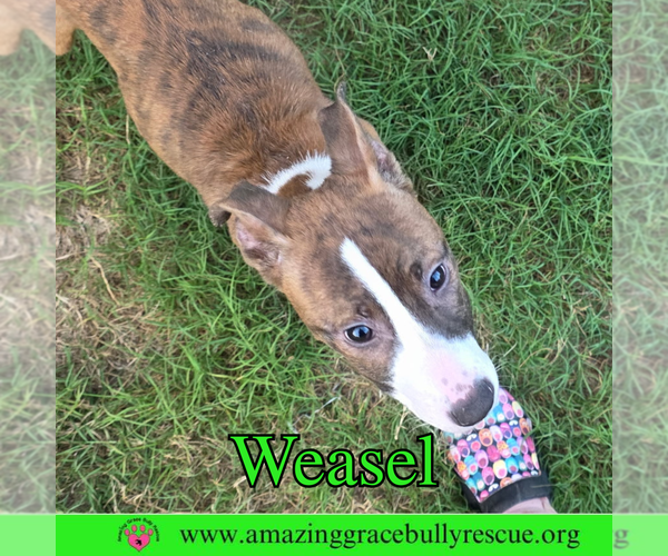 Medium Photo #3 Jack-Rat Terrier Puppy For Sale in Pensacola, FL, USA