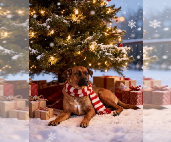 Medium Photo #2 German Shepherd Dog-Unknown Mix Puppy For Sale in San Diego, CA, USA