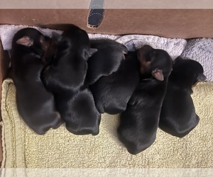 Yorkshire Terrier Puppy for sale in KINGSPORT, TN, USA
