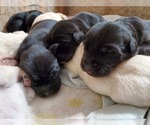 Small Photo #20 Goberian Puppy For Sale in BEAVER DAM, WI, USA