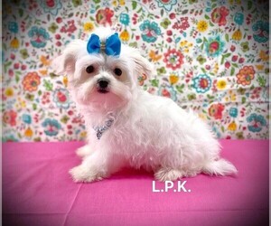 Maltese Puppy for sale in WINNSBORO, LA, USA