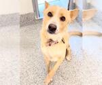 Small #1 German Shepherd Dog Mix