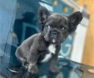 French Bulldog Puppy for sale in BAKERSFIELD, CA, USA
