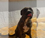 Small #2 Boxer Mix