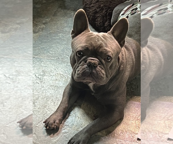 Medium Photo #1 French Bulldog Puppy For Sale in PENNINGTON GAP, VA, USA