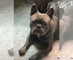 Small Photo #1 French Bulldog Puppy For Sale in PENNINGTON GAP, VA, USA