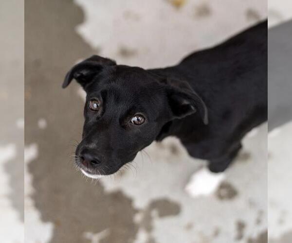 Medium Photo #2 Mutt Puppy For Sale in San Diego, CA, USA