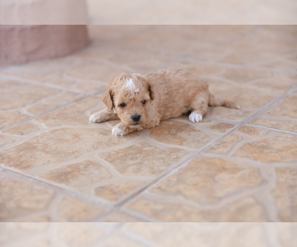 Medium Photo #7 Poodle (Toy) Puppy For Sale in EL PASO, TX, USA
