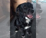 Small Photo #1 Black Mouth Cur-Labrador Retriever Mix Puppy For Sale in DUNNELLON, FL, USA