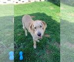 Small #4 Labradoodle