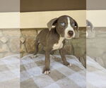 Small Borador