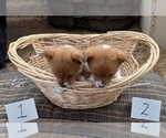 Small Photo #4 Pembroke Welsh Corgi Puppy For Sale in MANTON, MI, USA