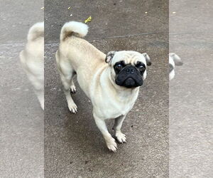 Malloy - Male Pug Dog for Adoption - Photo #7