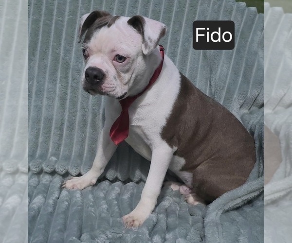 Medium Photo #10 Boston Terrier Puppy For Sale in MINERAL WELLS, WV, USA