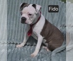 Small #9 Boston Terrier