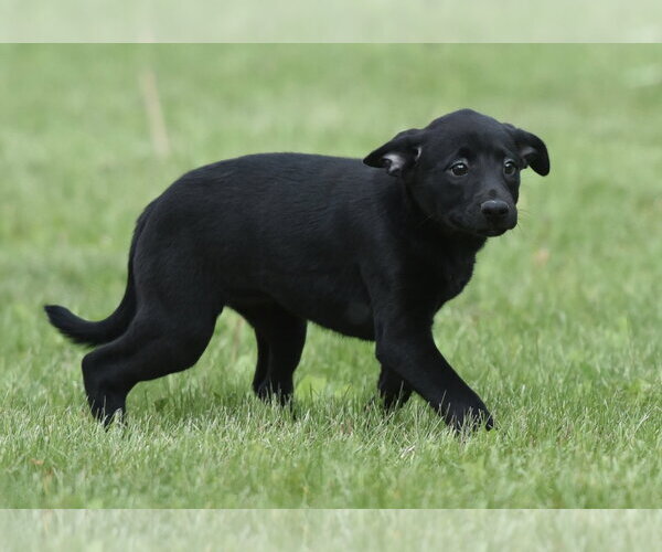 Medium Photo #4 Borador Puppy For Sale in Mechanicsburg, PA, USA