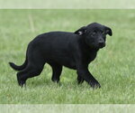 Small #3 Borador