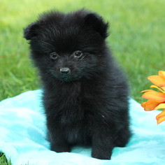 Pomeranian Puppy for sale in GAP, PA, USA