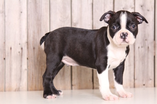 Medium Photo #1 Boston Terrier Puppy For Sale in MOUNT VERNON, OH, USA