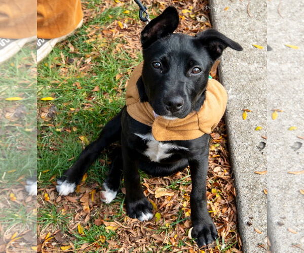 Medium Photo #4  Puppy For Sale in , 