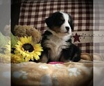 Small Photo #8 Bernese Mountain Dog Puppy For Sale in CLARE, MI, USA