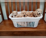 Small Photo #5 Goldendoodle-Poodle (Miniature) Mix Puppy For Sale in NORTH LIBERTY, IN, USA