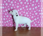 Small Photo #8 Jack Russell Terrier Puppy For Sale in SHAWNEE, OK, USA