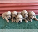 Image preview for Ad Listing. Nickname: Litter of 5