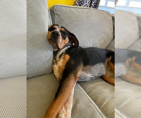 Medium Photo #2 Mutt Puppy For Sale in pomfret, CT, USA