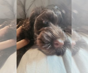 Portuguese Water Dog Puppy for sale in SWINK, CO, USA