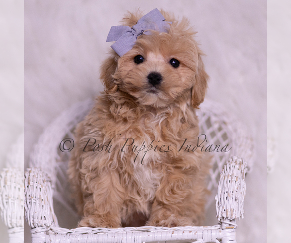 Medium Photo #1 Maltipoo (Miniature) Puppy For Sale in WARSAW, IN, USA