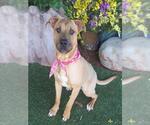Small Black Mouth Cur