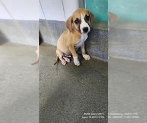 Boxer-Unknown Mix Dogs for adoption in San Antonio, TX, USA