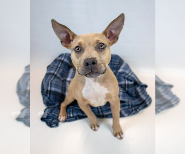 Medium Photo #2 Bulldog-Unknown Mix Puppy For Sale in Kennesaw, GA, USA