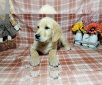 Small #3 Golden Retriever