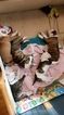Small Photo #6 American Bulldog Puppy For Sale in YAKIMA, WA, USA