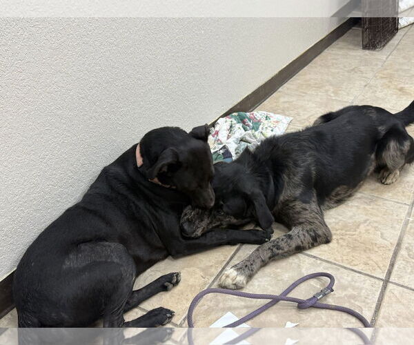 Medium Photo #3 Catahoula Leopard Dog-Great Pyrenees Mix Puppy For Sale in Winter Park, CO, USA