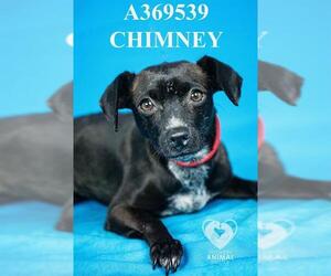 Chihuahua Dogs for adoption in Stockton, CA, USA