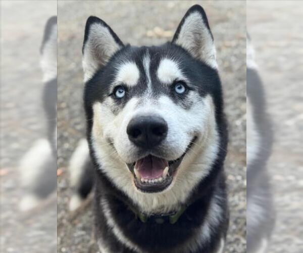 Medium Photo #2 Alusky Puppy For Sale in Woodland, CA, USA