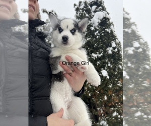 Siberian Husky Puppy for Sale in SPOKANE, Washington USA