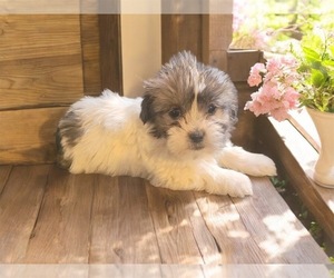 Shih Tzu Puppy for sale in NOVI, MI, USA