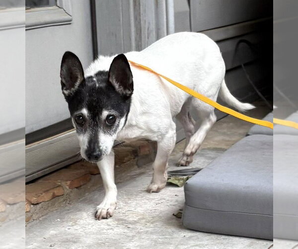 Medium Photo #3 Chihuahua-Unknown Mix Puppy For Sale in Boonton, NJ, USA