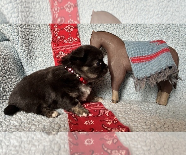 Medium Photo #4 Chihuahua Puppy For Sale in NEWVILLE, PA, USA