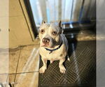 Small #2 American Staffordshire Terrier Mix